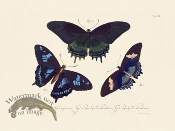 Jablonsky Butterfly 012
